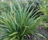 PHORMIUM COOKIANUM GREEN