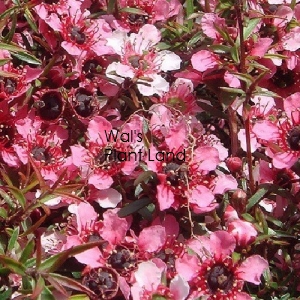 LEPTOSPERMUM KIWI