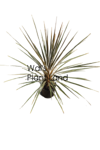 CORDYLINE ALBERTII