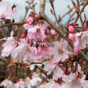 PRUNUS AUTUMNALIS ROSEA 1.5M