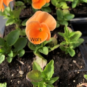 PANSY DELTA ORANGE