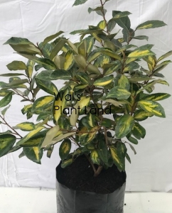 ELAEAGNUS X EBBINGEI LIMELIGHT