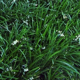 OPHIOPOGON PLANISCAPUS