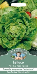 LETTUCE ALL YEAR ROUND SEED PACKET