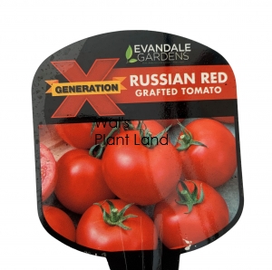 TOMATO X GEN RUSSIAN RED