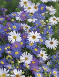 SWAN RIVER DAISY SUMMER SKIES SEED PACKET