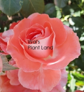 ROSE BUSH CELINE DELBARD F