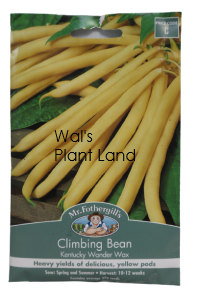 CLIMBING BEAN KENTUCKY WONDER WAX