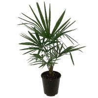 TRACHYCARPUS FORTUNEI - WINDMILL PALM