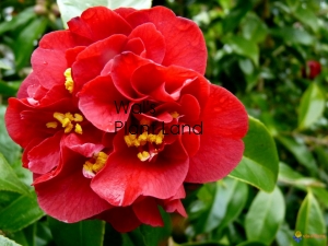 CAMELLIA MAROON & GOLD