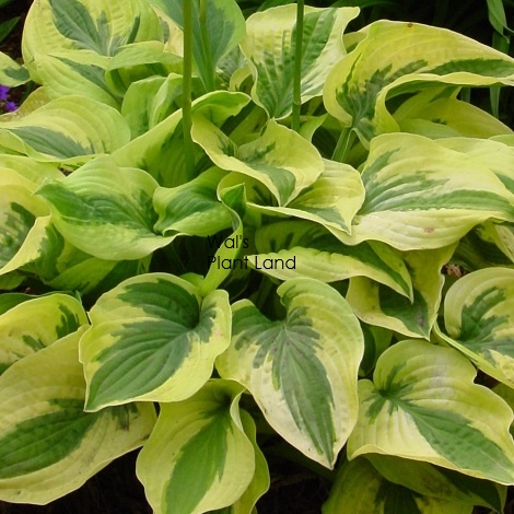 HOSTA MAMA MIA [HOSMAMMIA2.5L] - $22.99 : Wals Plant Land!, For all ...