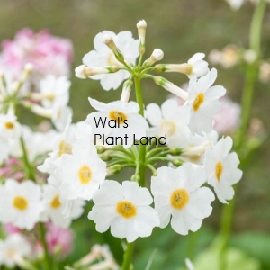 PRIMULA JAPONICA WHITE