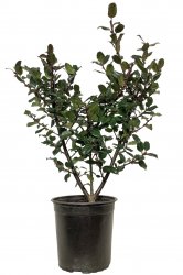 ILEX BLUE PRINCE