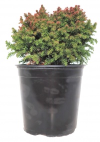 CRYPTOMERIA JAP COMPRESSA