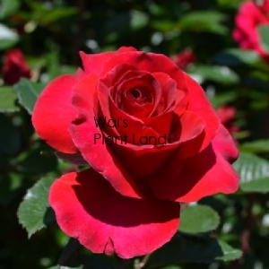 ROSE BUSH LOVE HEART HT