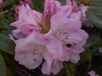 RHODODENDRON UNIQUE