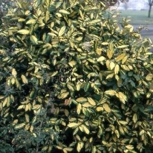 ELAEAGNUS PUNGENS MACULATA