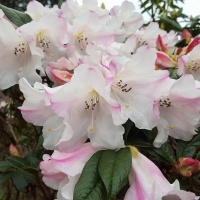 RHODODENDRON PRINCESS ALICE