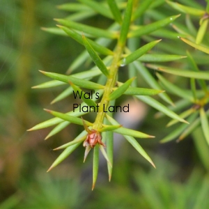 PODOCARPUS TOTARA