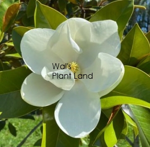 MAGNOLIA GRANDIFLORA FERRUGINEA