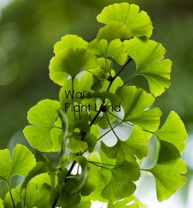 GINKGO LITTLE WEEPER-