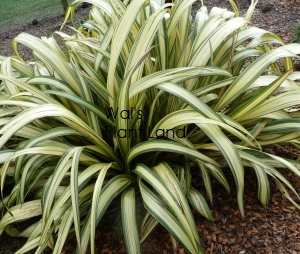 PHORMIUM CREAM DELIGHT