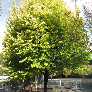 ULMUS GLABRA LUTESCENS (GOLDEN ELM)