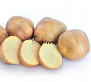 POTATOES SEED KARAKA 3KG BAG