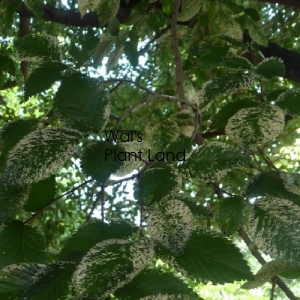 ULMUS ARGENTEO-VARIEGATA