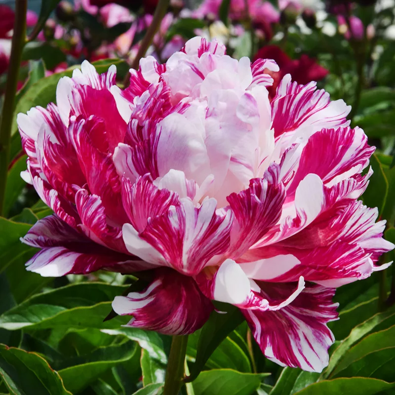 PAEONIA CANDY STRIPE (PEONY)